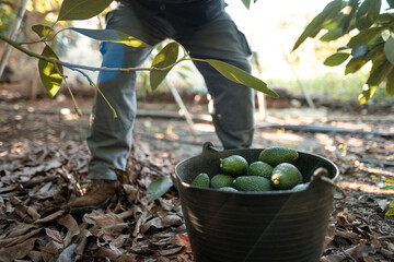 Working in the hass avocado harvest season
