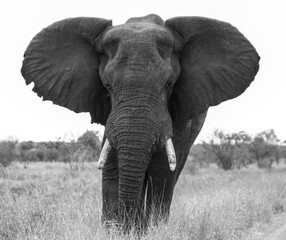 Naklejka premium Step Back