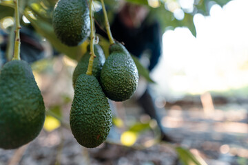 Hass avocados hanging in the tree