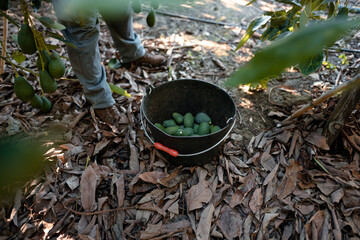 Farmer working in the hass avocado harvest season