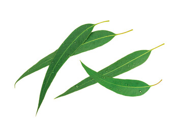 Fototapeta premium Eucalyptus leaves isolated on white background.