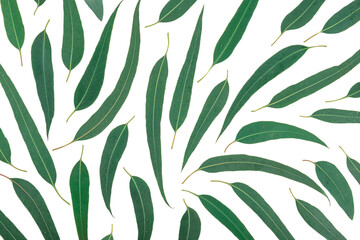 Eucalyptus leaves pattern on white background.