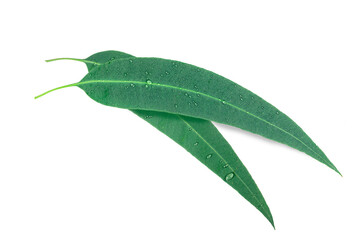 Eucalyptus leaves with water drop isolated on white background.