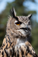 Buho