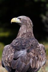 Aguila lista a vuelo