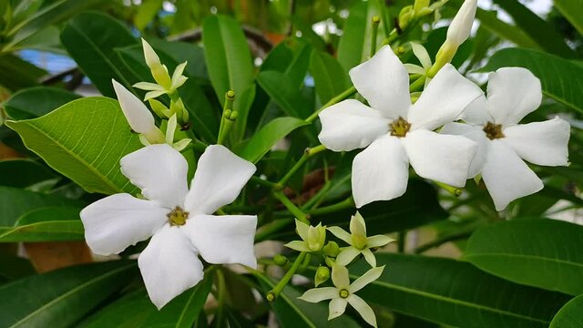Cerbera odollam plants in tropical nature borneo