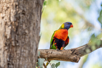 Rainbow lorikeet bird sitting on a tree branch in the sunshine