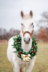 Horse portrait on nature background with a christmas wreath. Beautiful christmas portrait of a horse stallion mare.