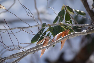 Close up of  leaves on a tree limb in the winter