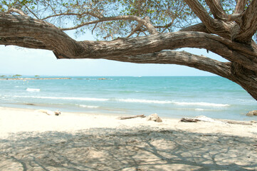 beach and tree