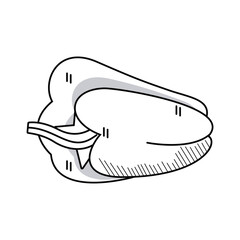 fresh pepper vegetable drawn isolated icon