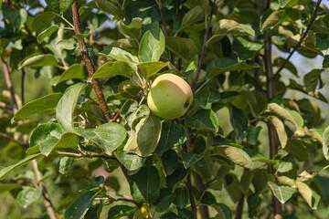 green apples on tree