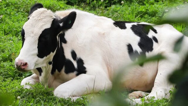 Bovino deitado no pasto ruminando