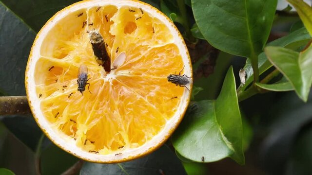 Moscas e formigas na laranja