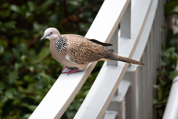 Pigeon resting on a railing in a housing estate