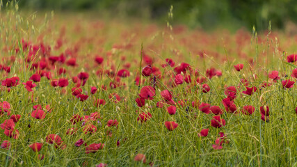 Poppy Flowers on Field