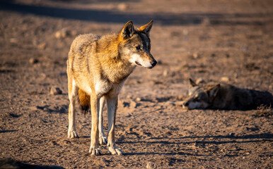A forward looking gray wolf, A gray wolf walk on soil