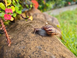 snail on a stone in natural green