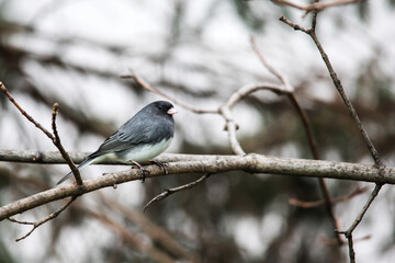 Dark-eyed Junco sitting on tree