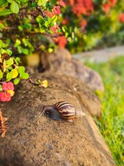 snail on a stone in natural background