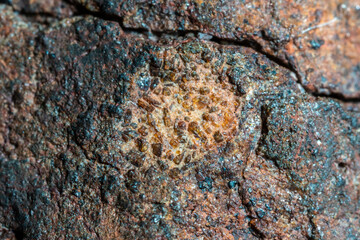 Macro photo of the fusion crust from a Chondrite Meteorite, piece of rock formed in outer space in...