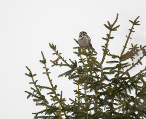 Northern Hawk Owl  Sitting on Top of Spruce Tree in Winter