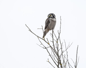 Northern Hawk Owl  Sitting on Top of  Tree in Winter