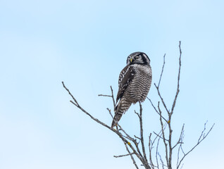 Northern Hawk Owl  Sitting on Top of  Tree on Blue Sky in Winter