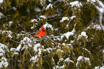 Fototapeta premium Male Northern Cardinal Perched on Spruce Tree Covered in Snow in Winter