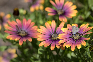 Small butterfly feeding on the nectar of a garden flower