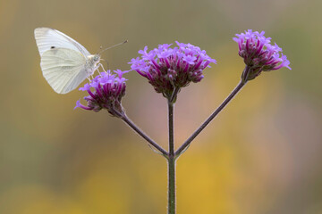 Cabbage White Butterfly feeding on the nectar of a Purple Top Plant © Ken Griffiths