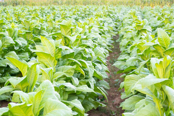View of green tobacco plant in field at Chiang Rai,THAILAND.Tobacco plantations in Asia.