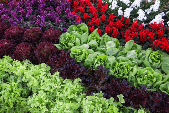 Various Hydroponic Vegetables And Flowers Farm