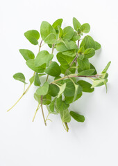Green oregano on white background. Fresh oregano on a white scene.