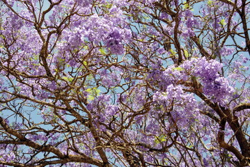 Arbres et plantes dans le Parc National Kruger, Afrique du Sud