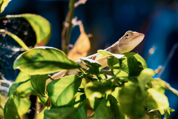 Brown lizard sunbathing on green leaves