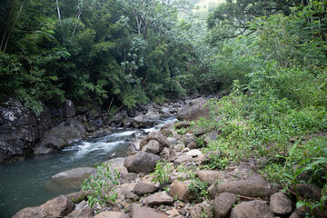 river in the forest