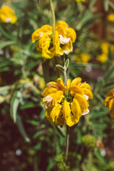 close-up of tall yellow wildflower plant outdoor