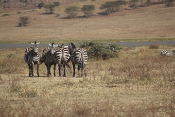 Tansania Wildlife