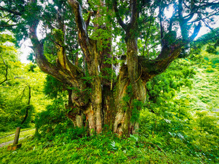 【富山】魚津市 細蔵山の大杉 洞杉群