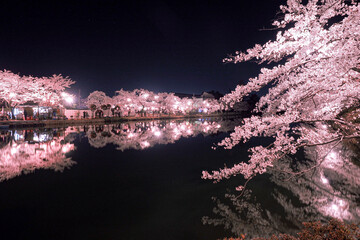 【新潟】高田公園の夜桜ライトアップ