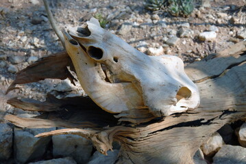 Naklejka premium Paysage d'Afrique du Sud