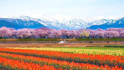 【富山】舟川べりの桜並木 春の四重奏