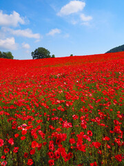 【埼玉】秩父 天空のポピー
