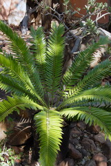 Plante grasse dans le Parc National Kruger, Afrique du Sud