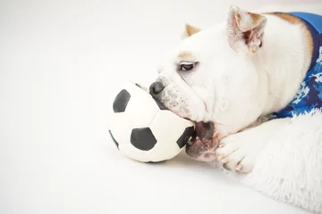 Foto auf Acrylglas イングリッシュブルドッグ子犬　サッカー衣装　日本代表10番　写真222 © hiro studio