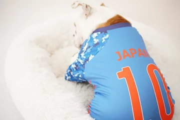 Küchenrückwand glas motiv イングリッシュブルドッグ子犬　サッカー衣装　日本代表10番　写真221 © hiro studio