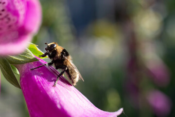 A very thin bumblebee rests on a purple foxglove blossom in a sunny garden. 