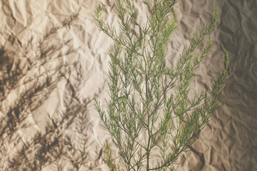 wild plants with green leaves on a background of crumpled paper