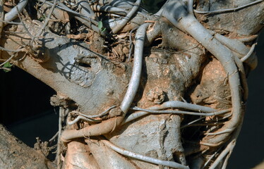 Racine d'un arbre du Parc National Kruger, Afrique du Sud